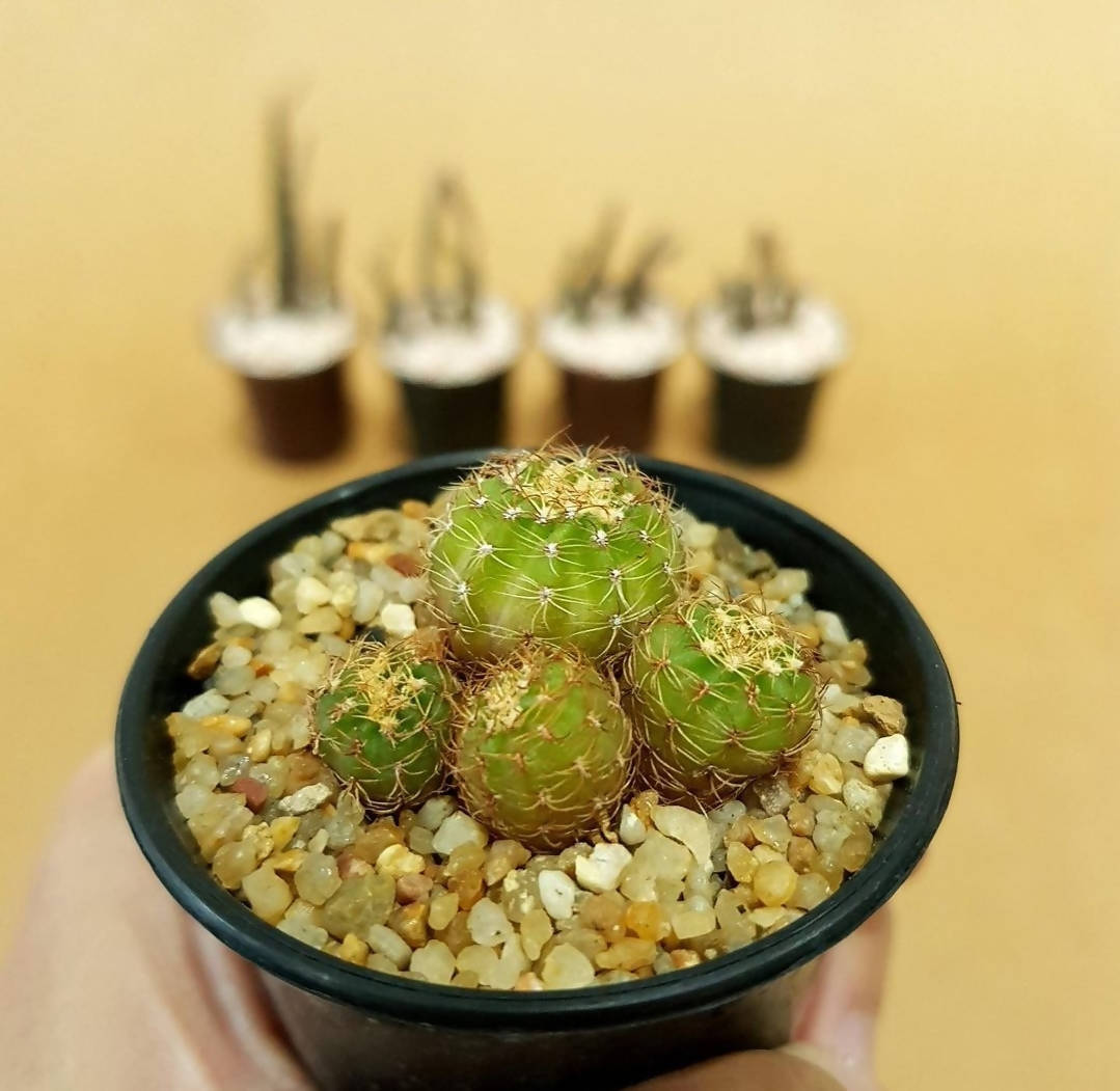 Lobivia yellow flower - Cactus - soiled.in