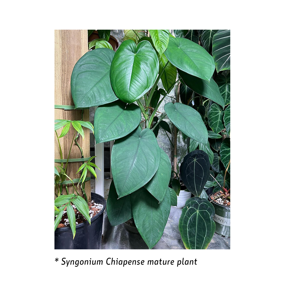 Syngonium chiapense - soiled.in