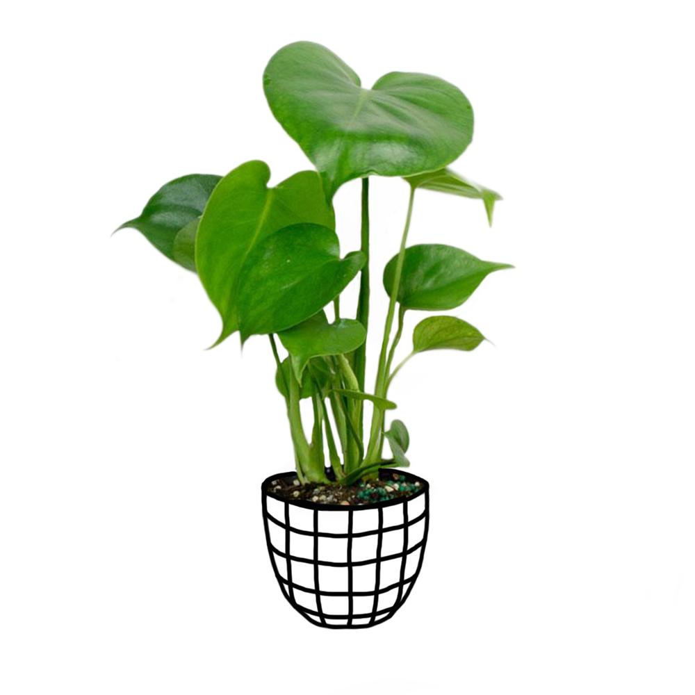 Monstera Deliciosa - Foliage - soiled.in