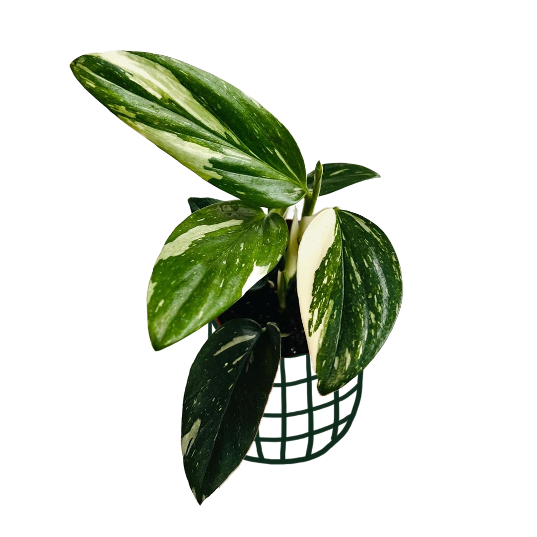 Monstera Standleyana Albo Variegata - Foliage - soiled.in