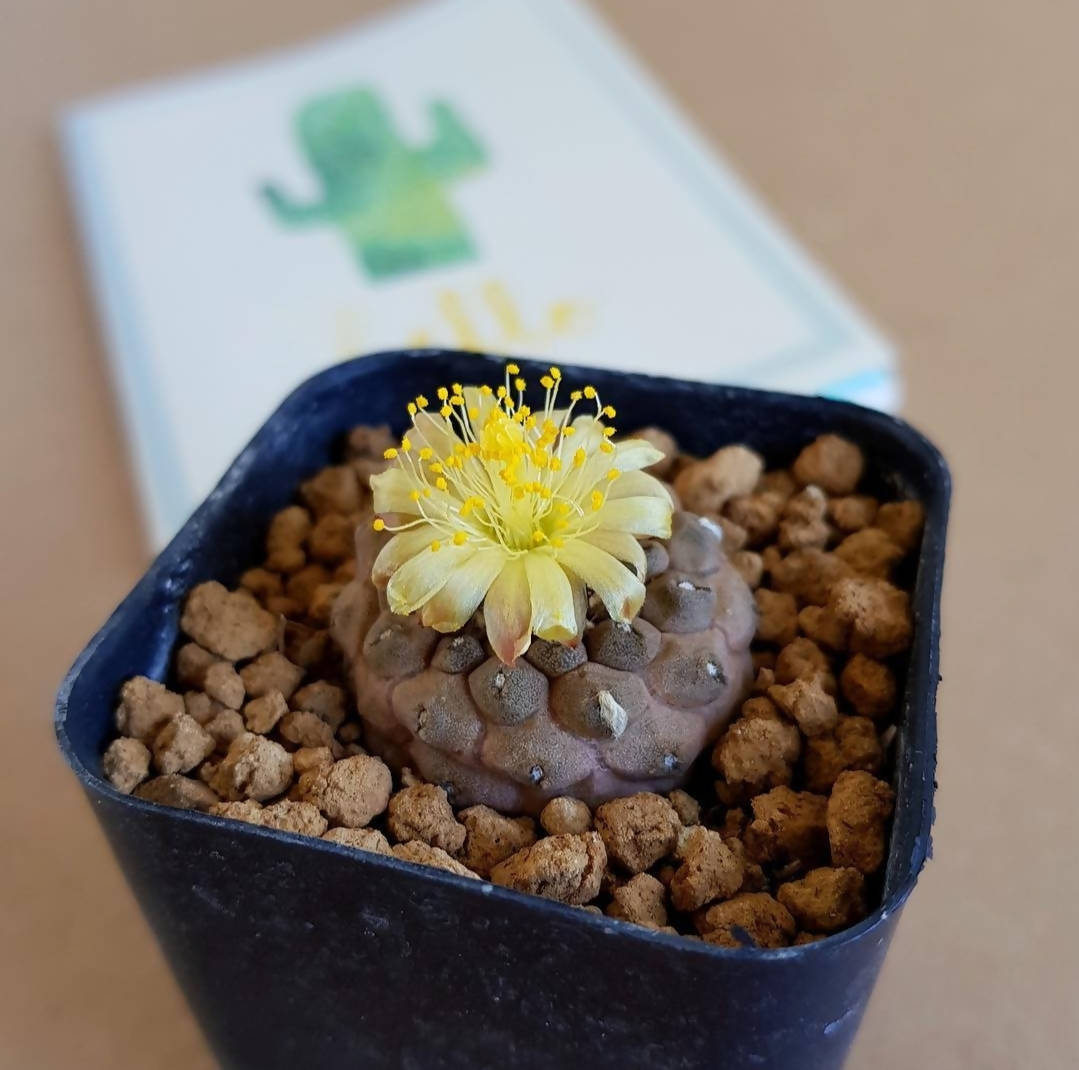 Copiapoa Hypogea cv. "Lizard skin" - Cactus - soiled.in