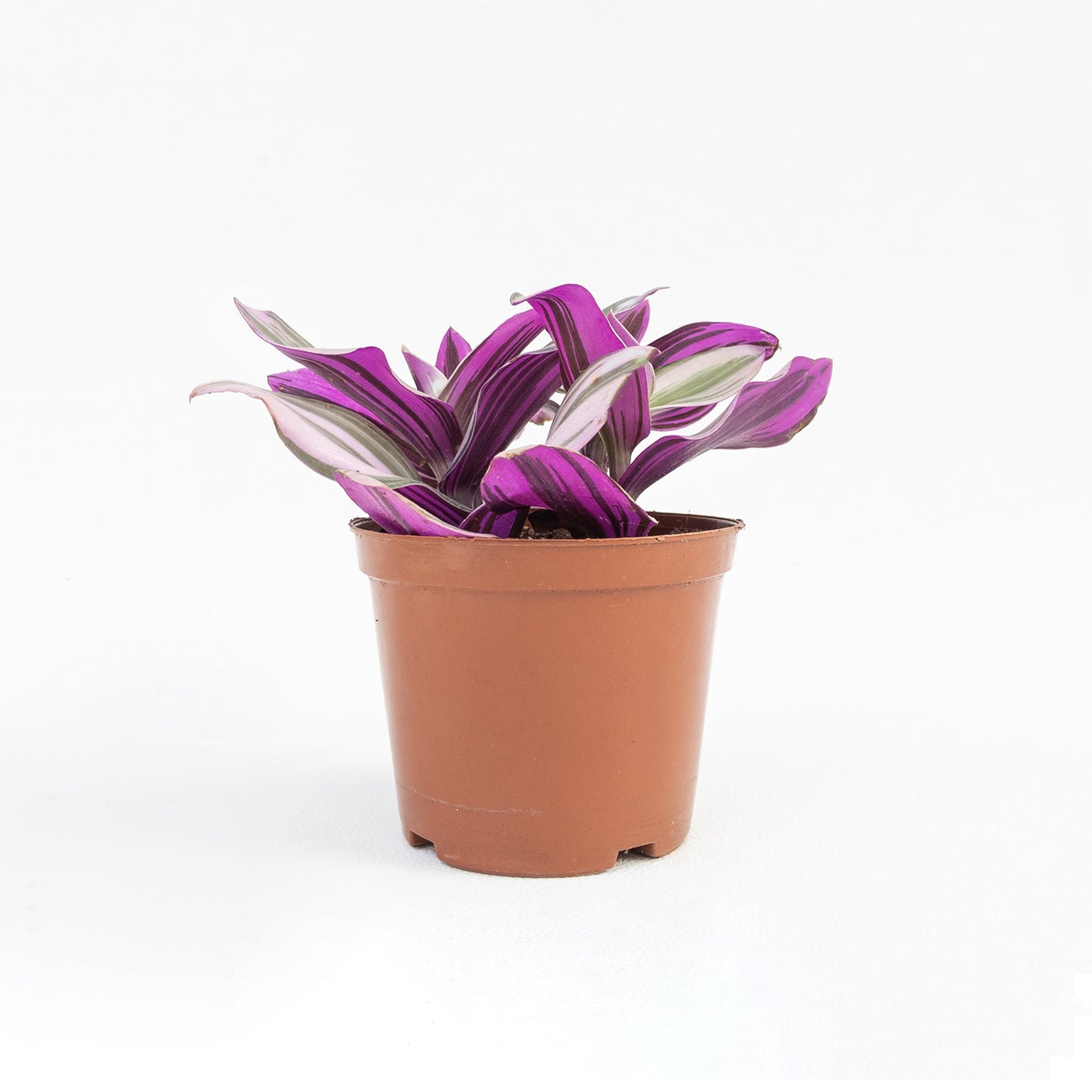 Tradscantia Nanouk - Tradescantia - soiled.in