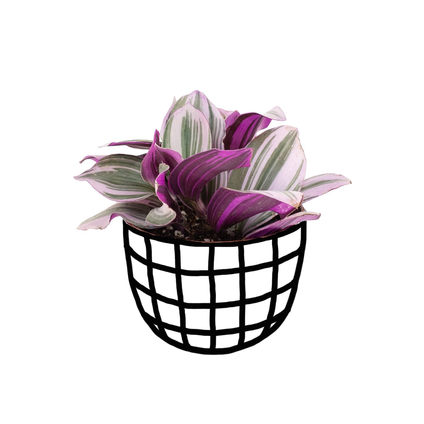 Tradscantia Nanouk - Tradescantia - soiled.in