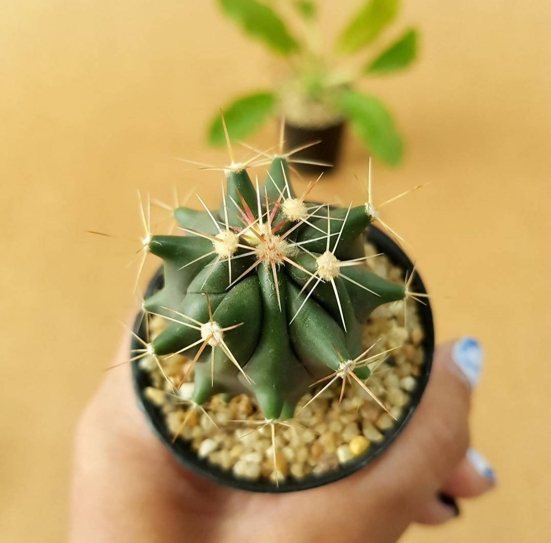 Ferocactus Horridus - Cactus - soiled.in