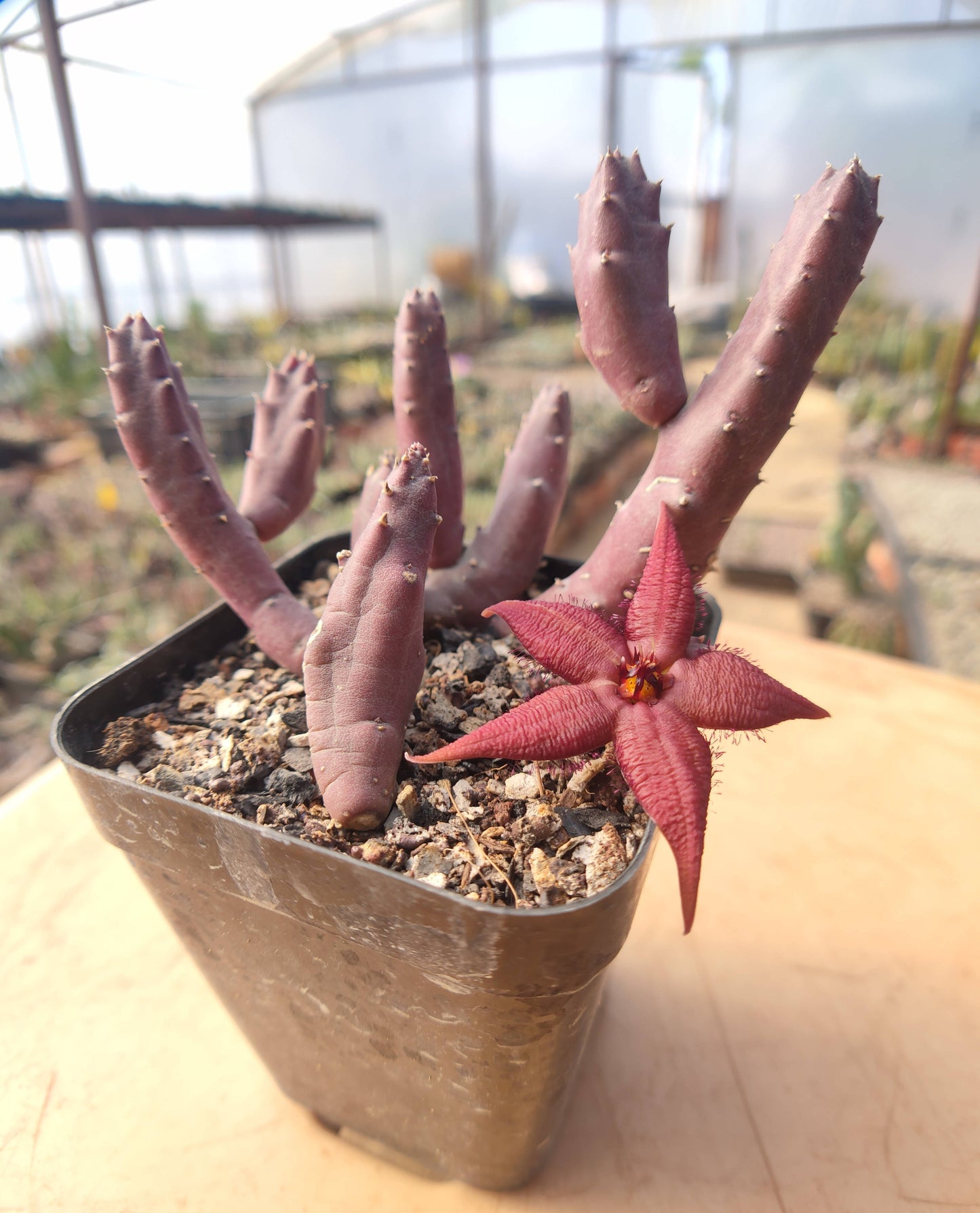 Stapelia Schinzii - Cactus - soiled.in