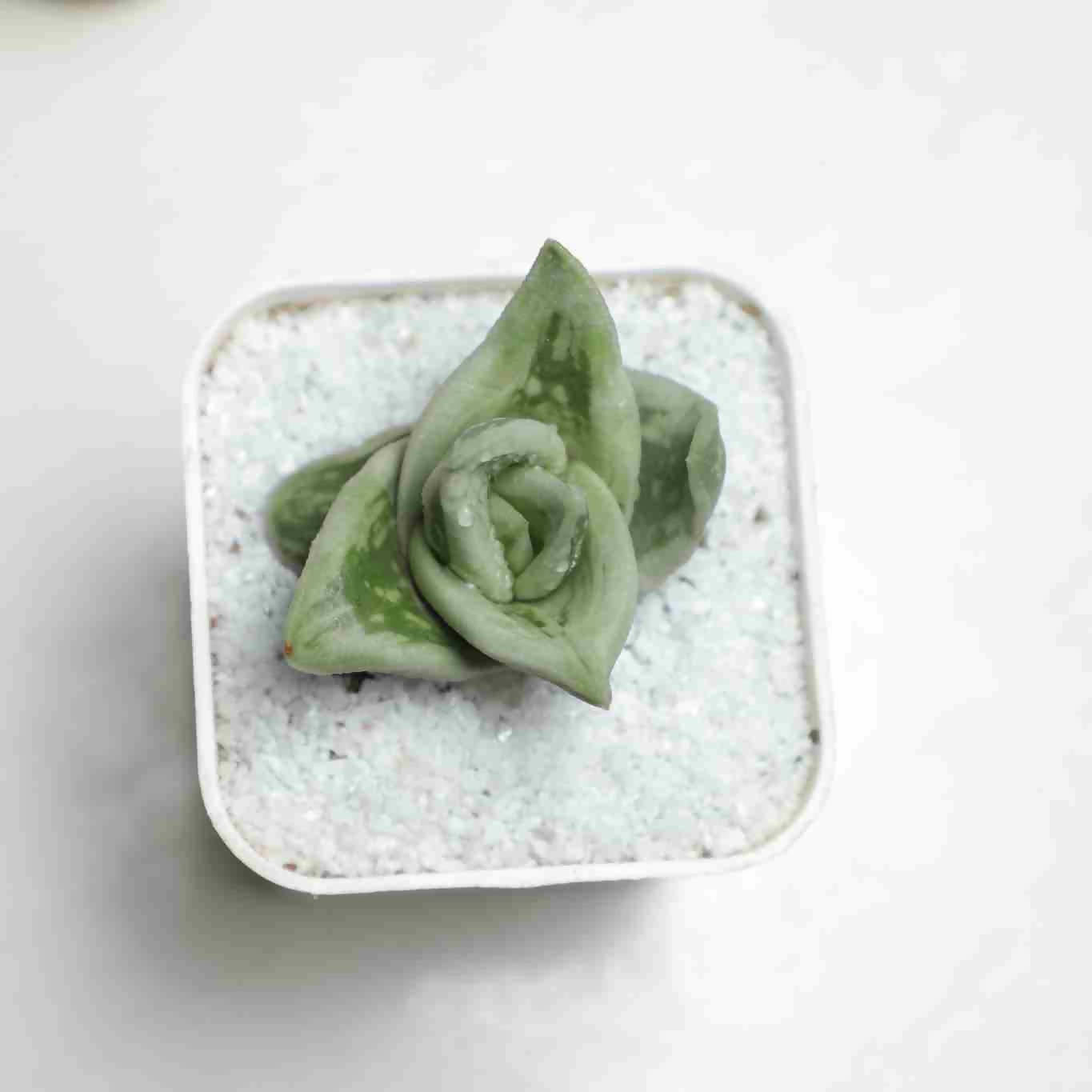 Gasteria cv. green ice - Succulent - soiled.in