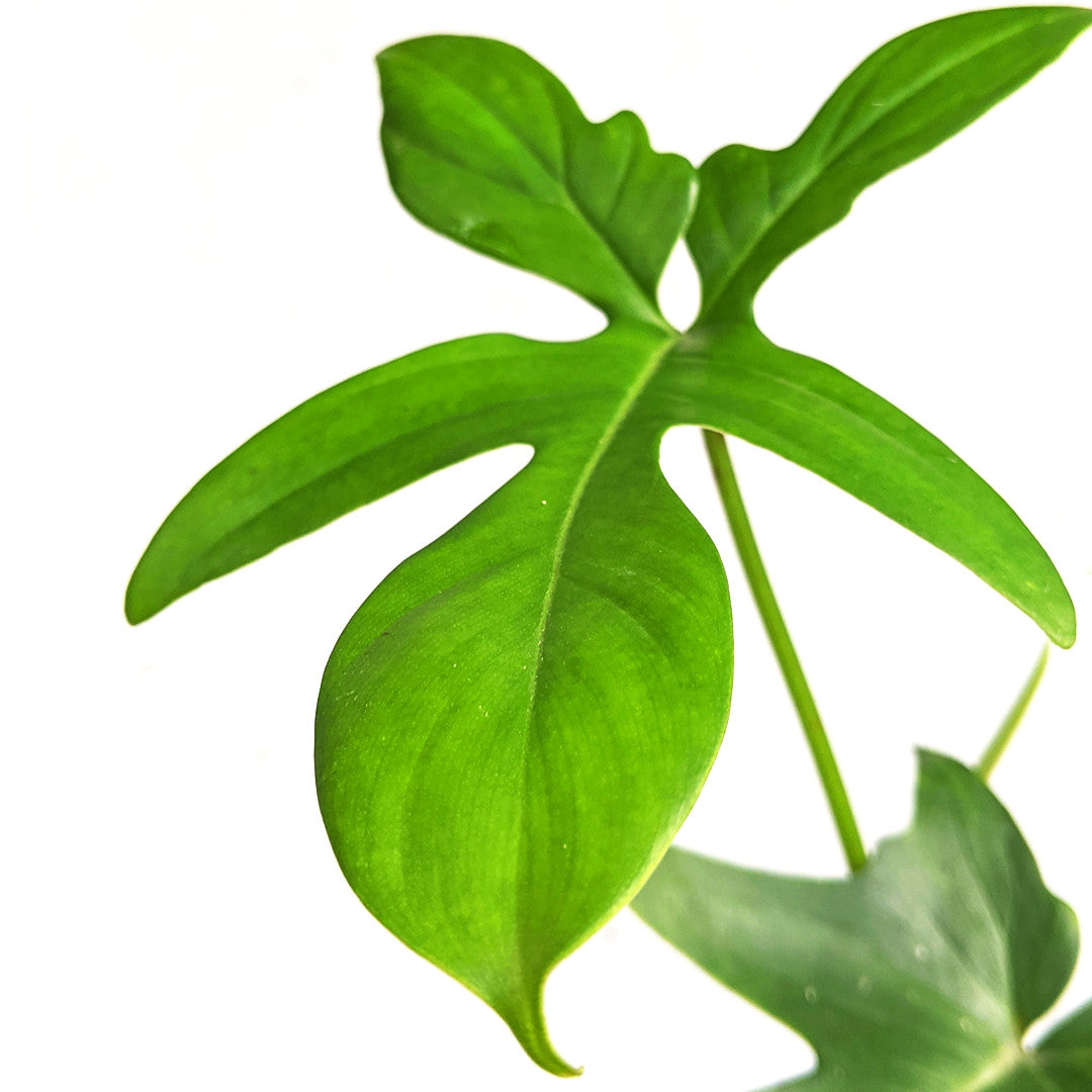 Philodendron Pedatum - Philodendron - soiled.in
