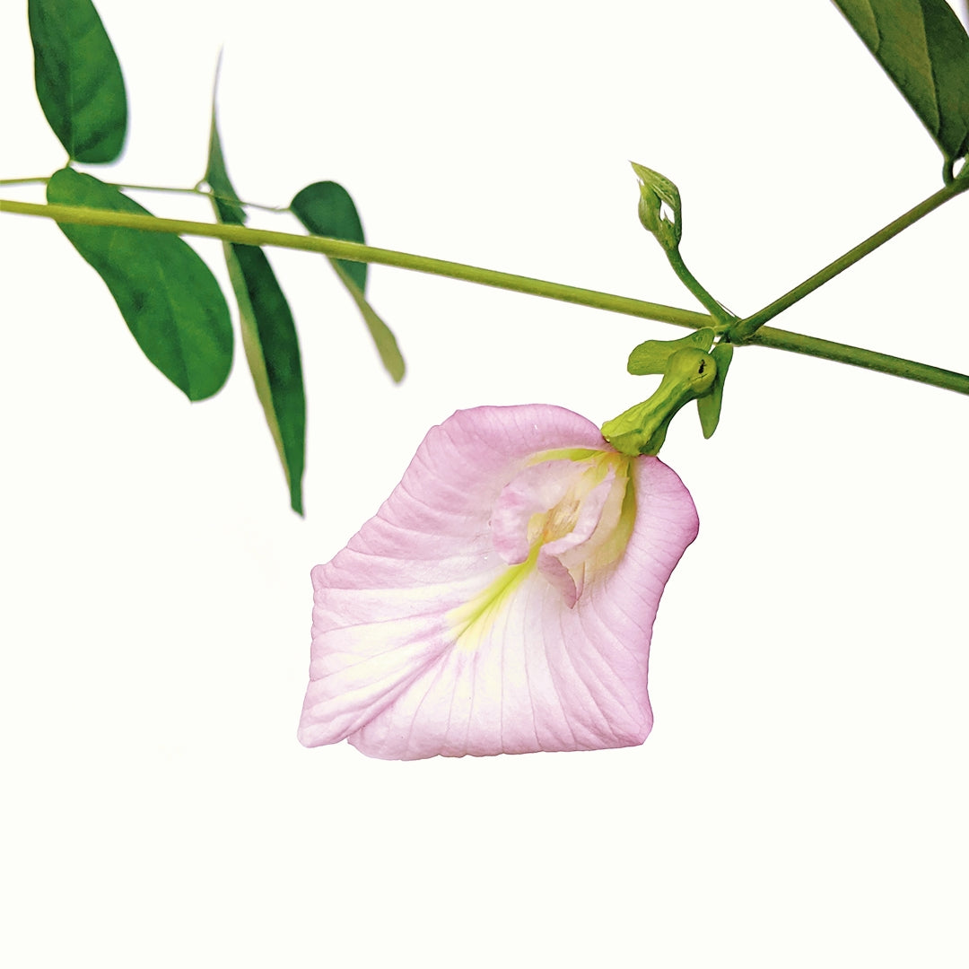 Clitoria Ternatea, Aparajita Flower Seed (Pink - Single Petal)