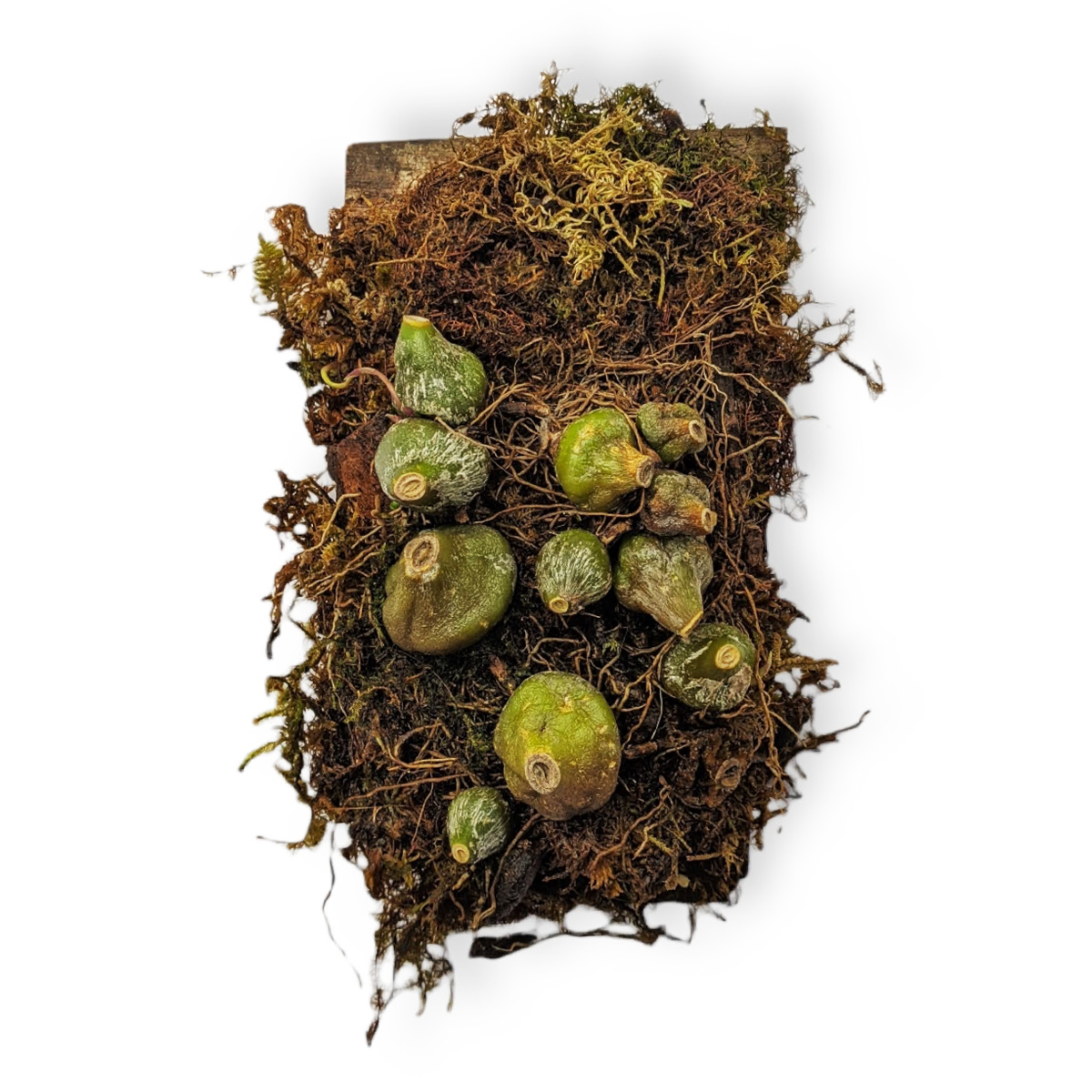 Bulbophyllum Tristae - Orchid - soiled.in