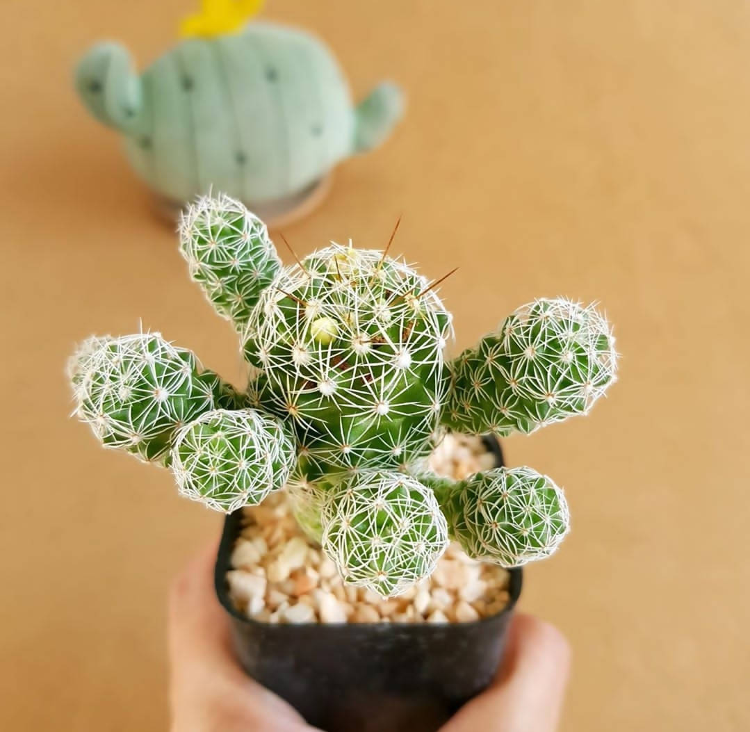 Mammillaria Vetula Subsp. Gracilis - Cactus - soiled.in