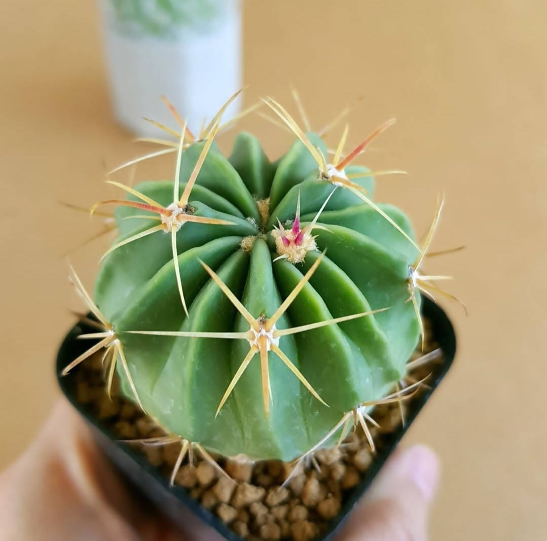Ferocactus latispinus - Cactus - soiled.in