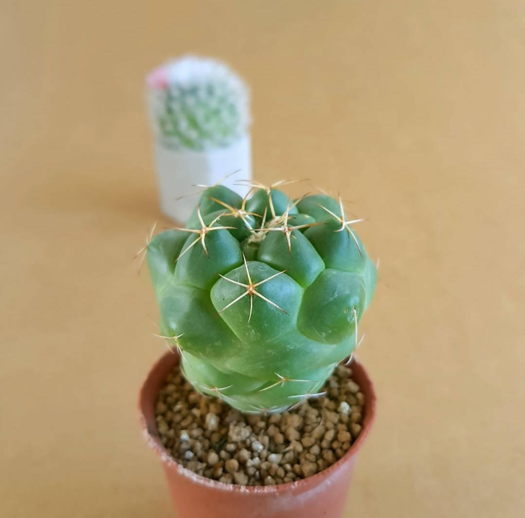 Coryphantha Elephantidens - Cactus - soiled.in