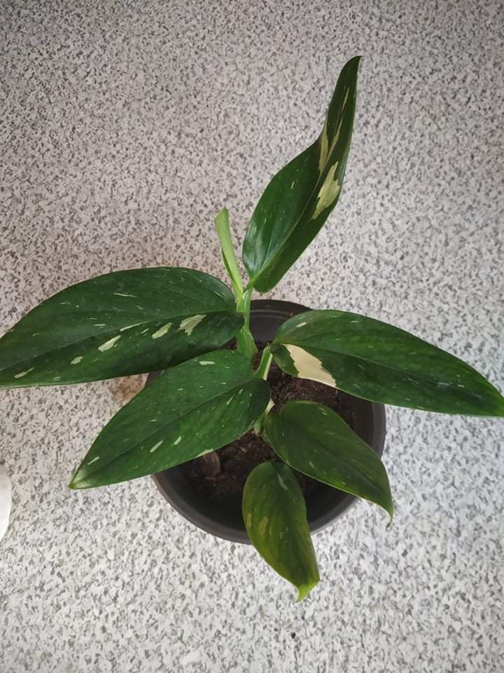 Monstera Standleyana Albo Variegata - Foliage - soiled.in