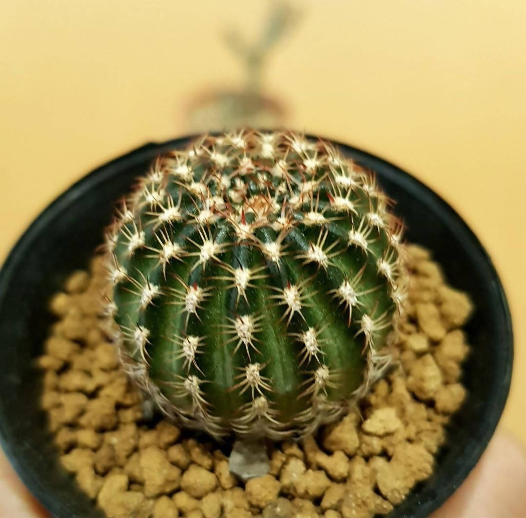 Lobivia Hybrid - Cactus - soiled.in