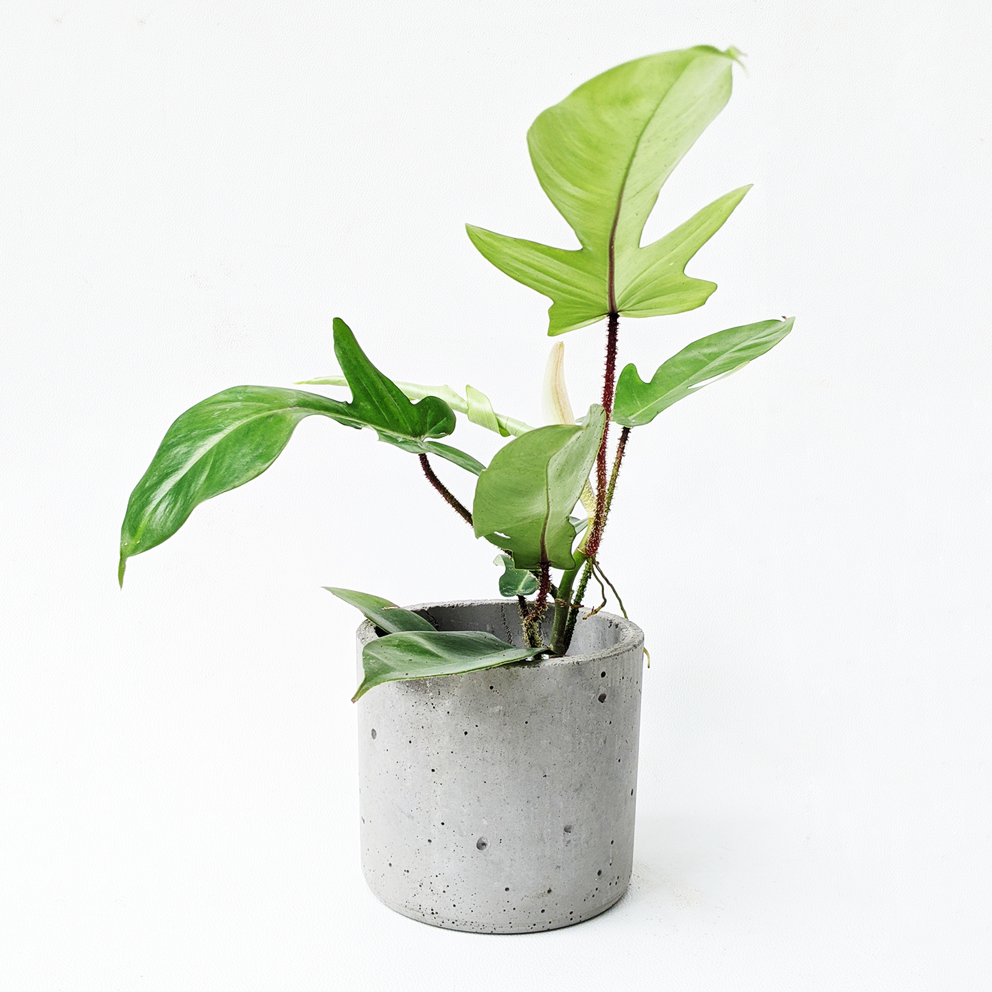 Philodendron Squamiferum - Philodendron - soiled.in