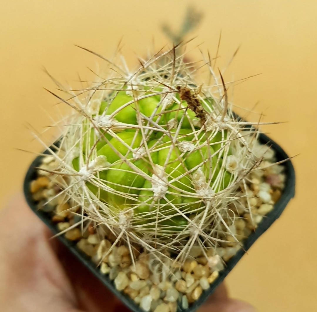 Weingartia Lanata - Cactus - soiled.in