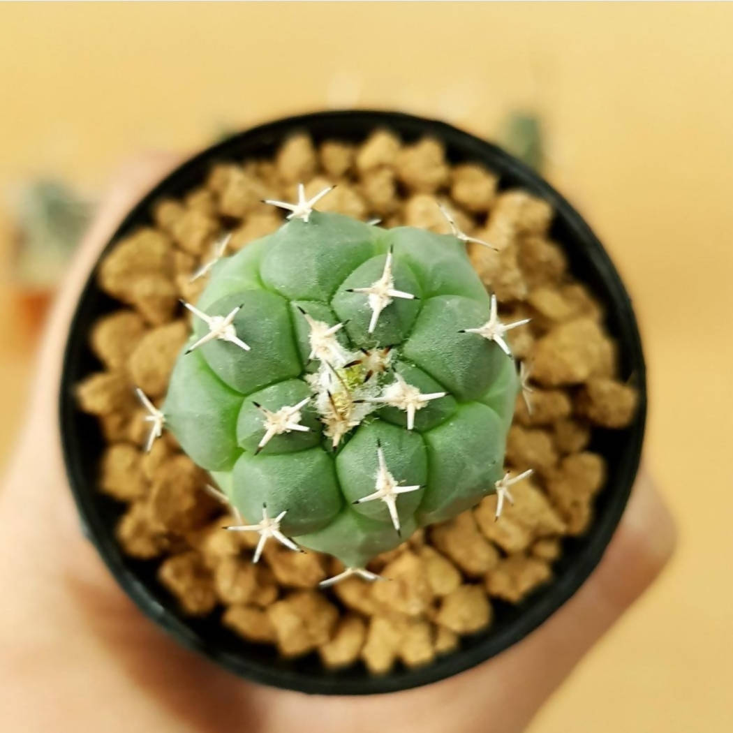 Turbinicarpus Lophophoroides - Cactus - soiled.in
