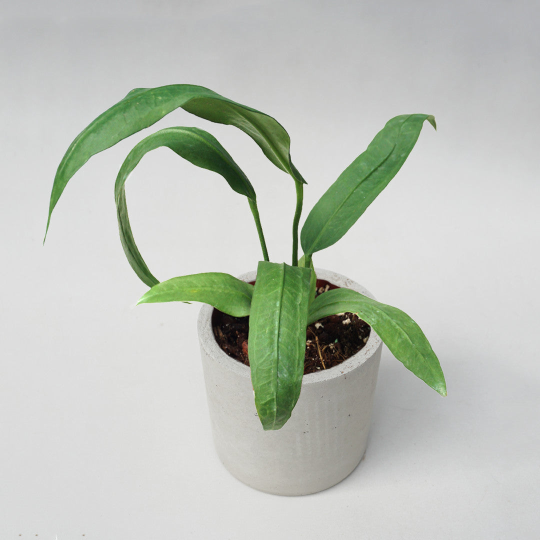 Anthurium Vittarifolium - Anthurium - soiled.in