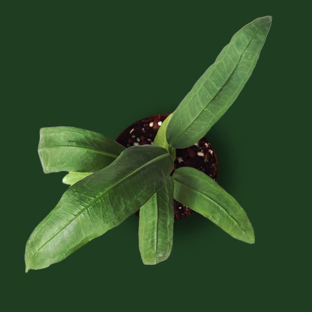 Anthurium Vittarifolium - Anthurium - soiled.in