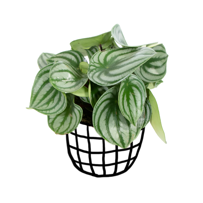 Watermelon Peperomia (Peperomia argyreia) - Indoor & Outdoor Plants - soiled.in