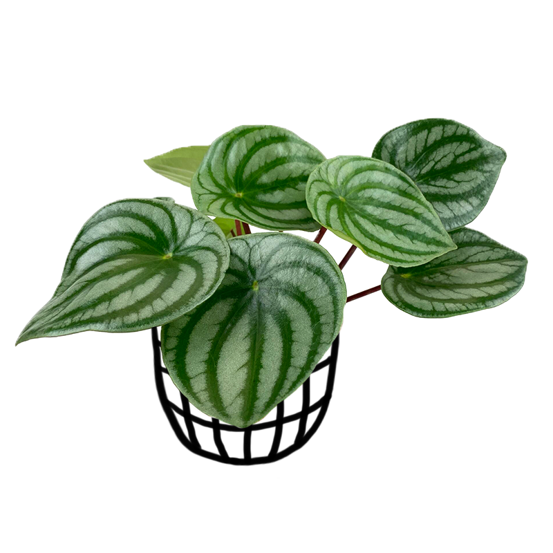 Watermelon Peperomia (Peperomia argyreia) - Indoor & Outdoor Plants - soiled.in