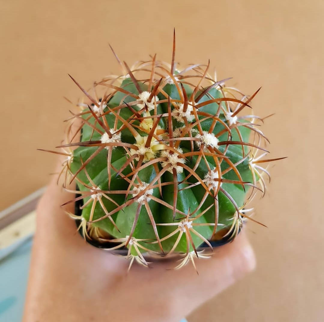 Melocactus metanzanus (Red Cap) - Cactus - soiled.in