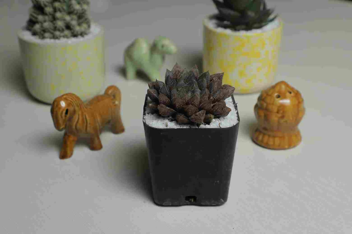 Haworthia cooperi kurozato - Haworthia - soiled.in