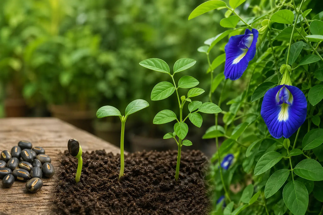 Grow Aparajita from Seed — The Complete India Guide to Clitoria Ternatea
