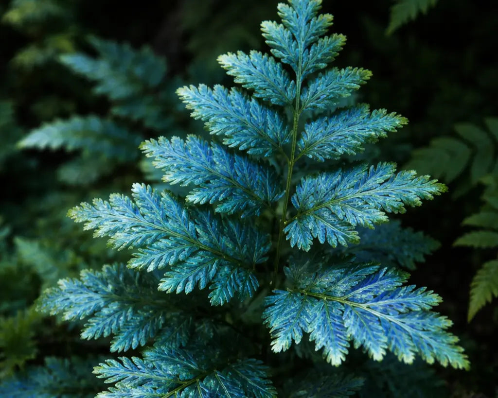 Blue Peacock Fern (Selaginella Willdenowii) — Complete Care Guide for India