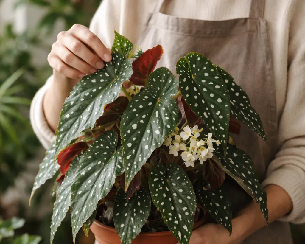 Begonia Maculata (Polka Dot Begonia) — Complete Care Guide for India