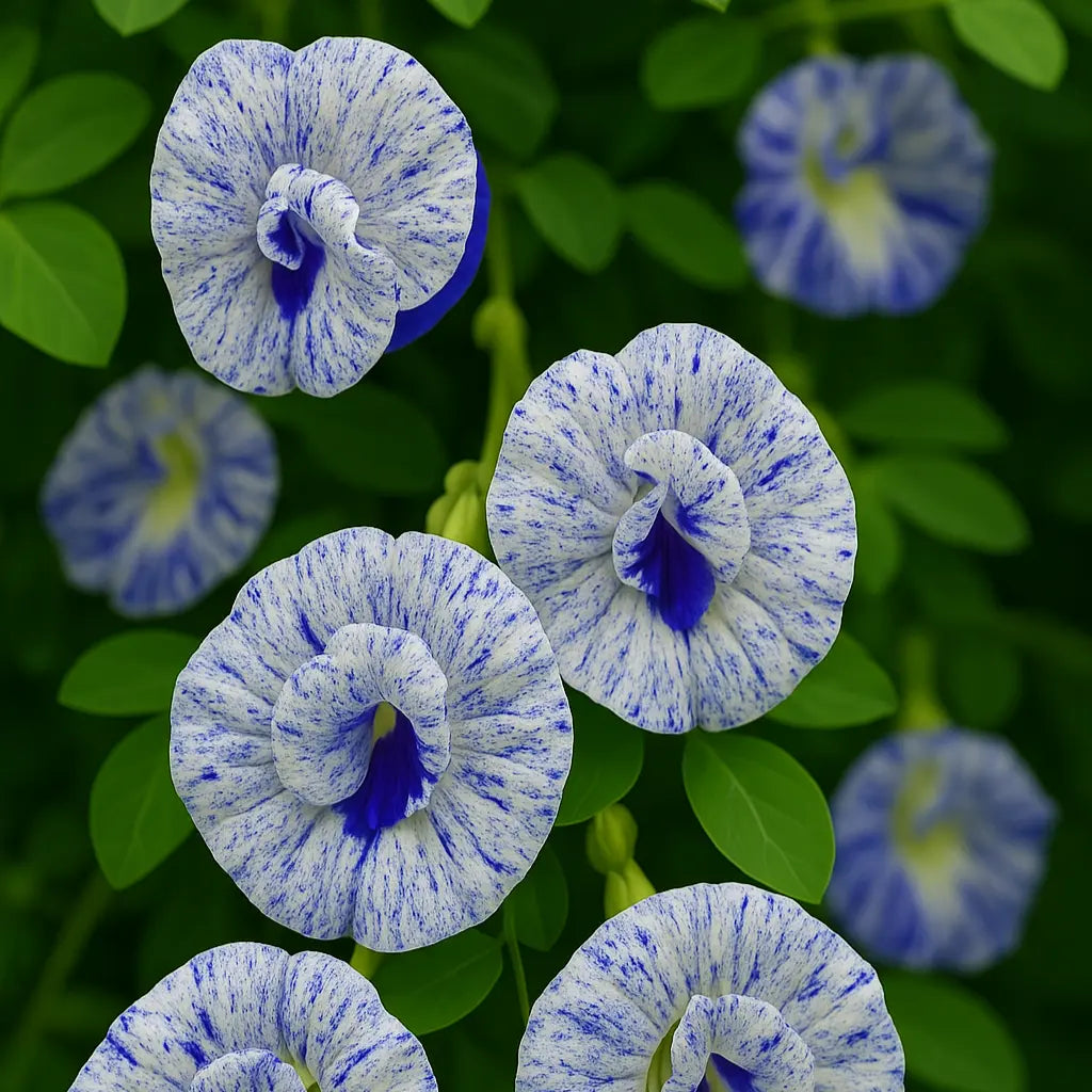 Night Sky / Asian Dot (Speckled Clitoria) – The Galaxy in Your Garden