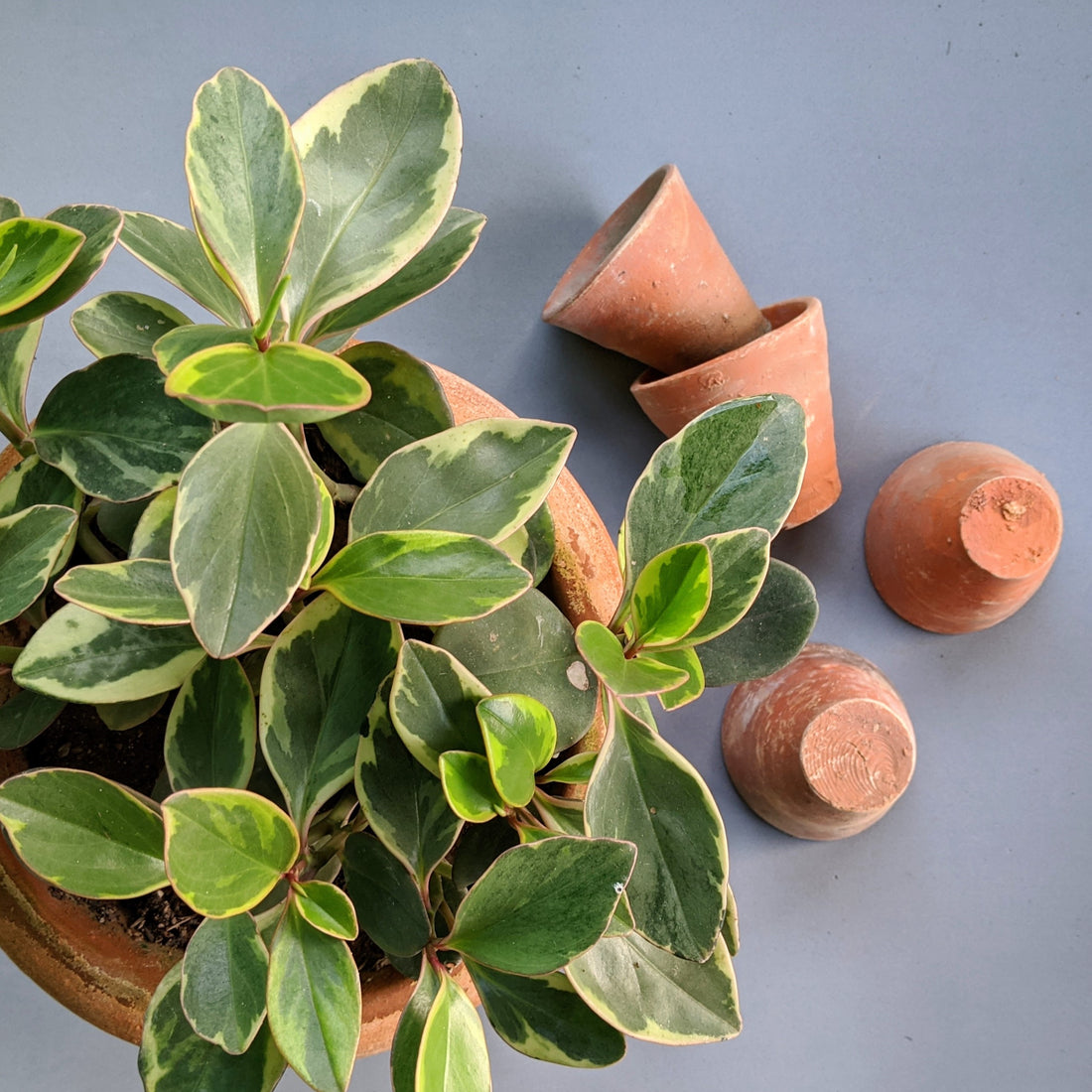 Terracotta Pots can help save your plants. terracotta pots are perfect pots for plants. pros and cons of terracotta pots