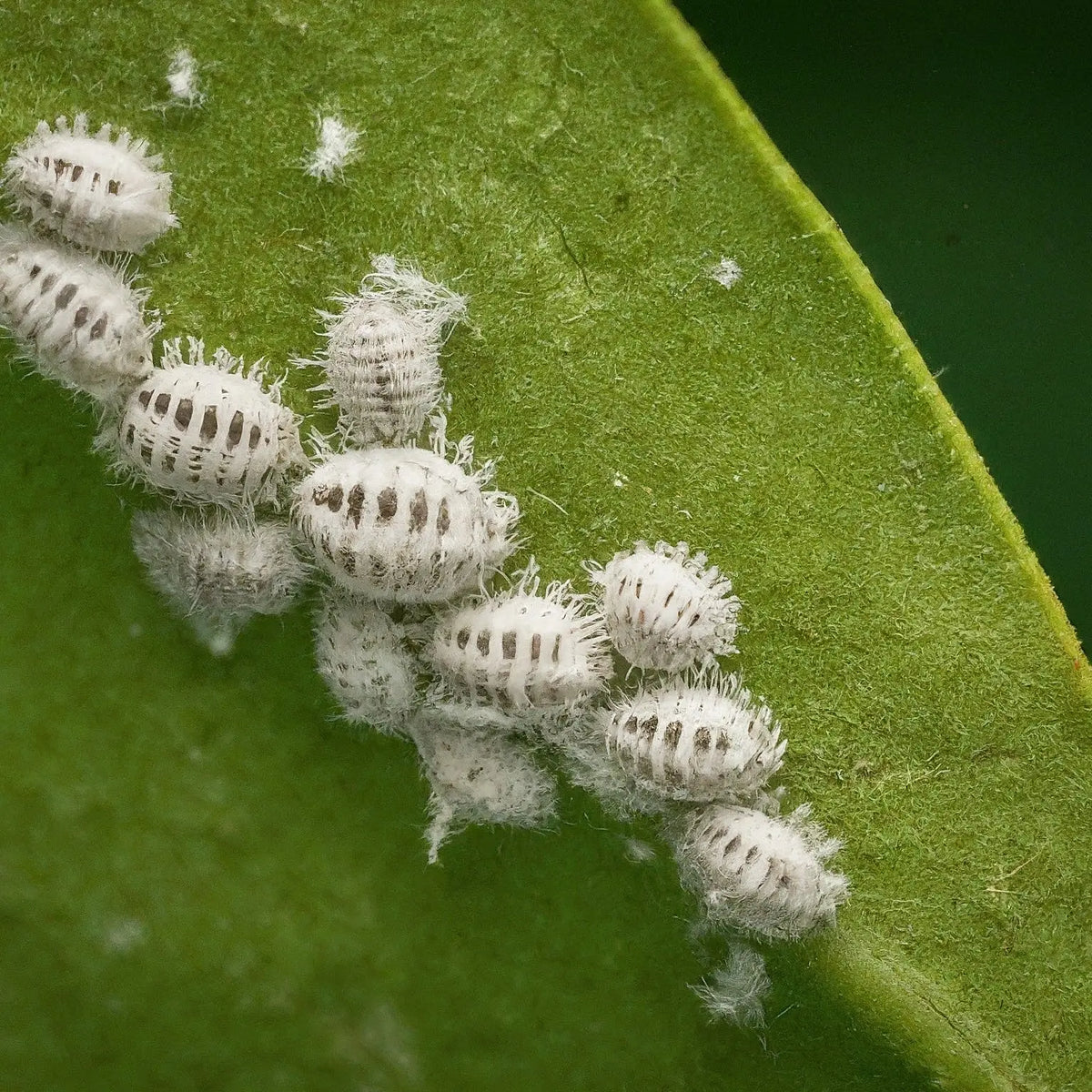 Get rid of mealybugs - Soiled India