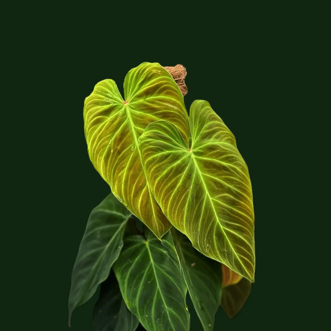 Why Philodendrons Are Perfect for Indian Homes.