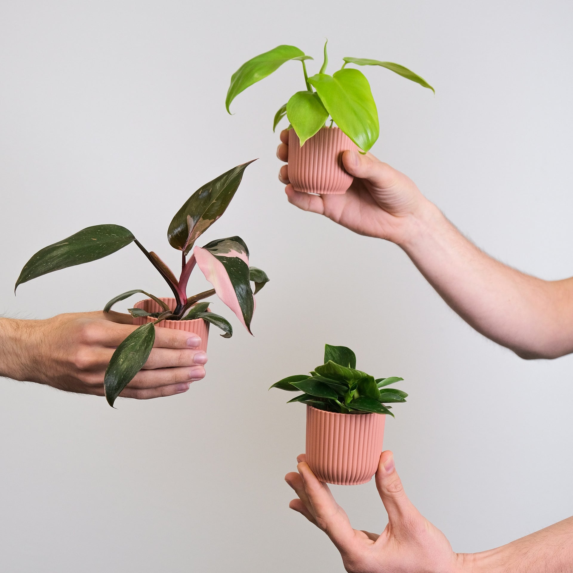 The Best Philodendrons for Low Light Indian Homes  Soiled