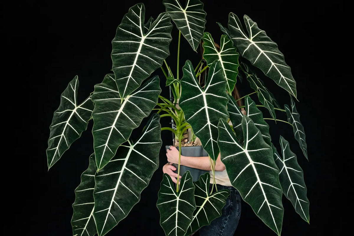 Alocasia