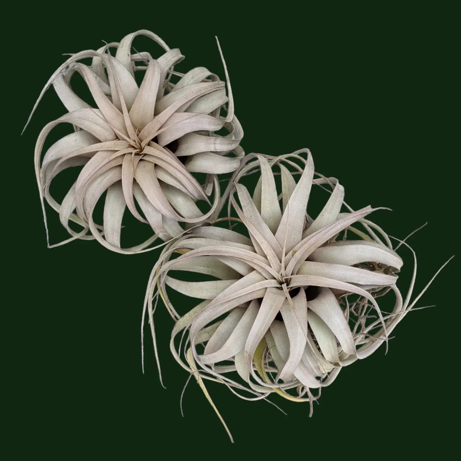 Air Plants
