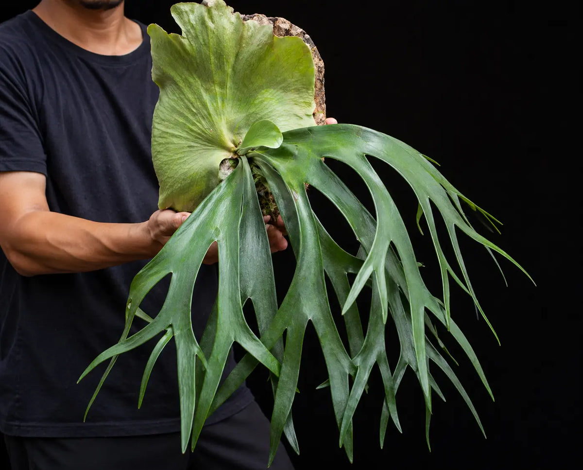 Ferns