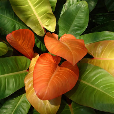 Philodendron
