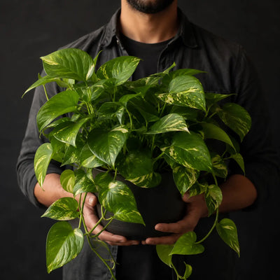 Fast Growing Plants