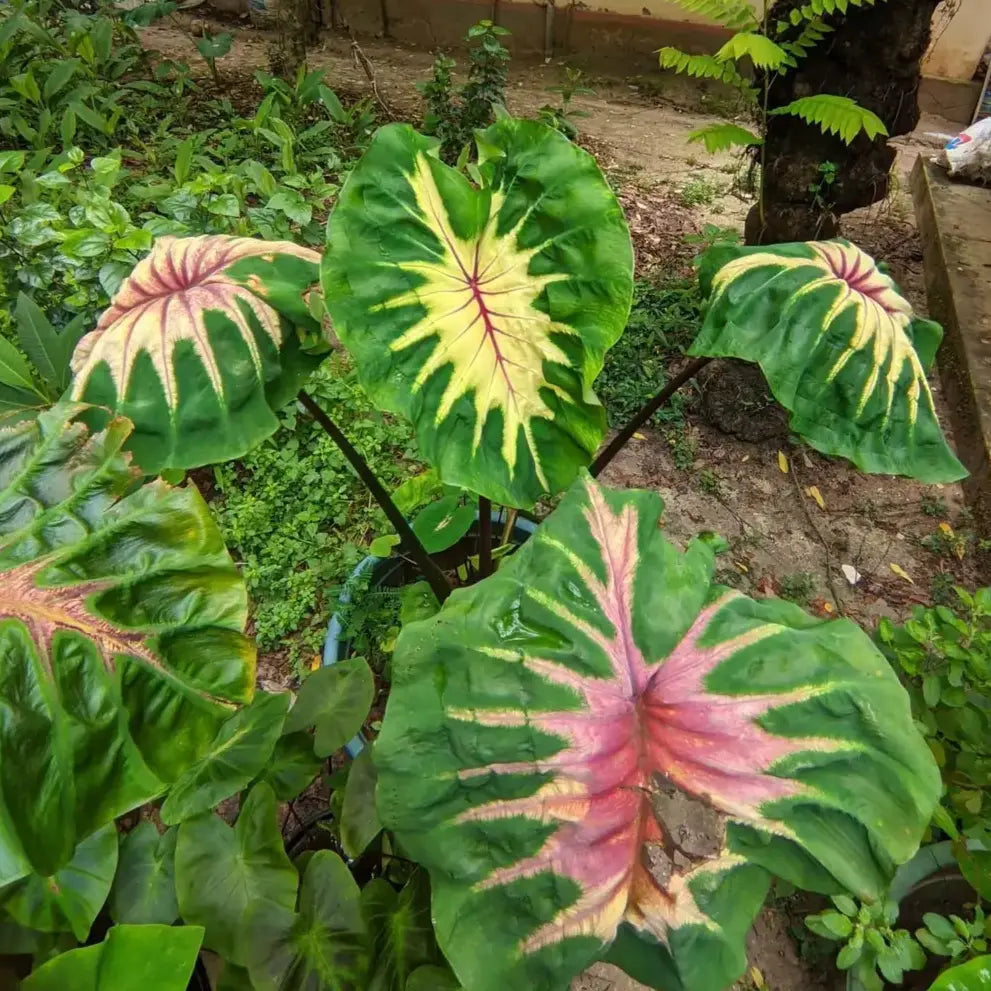 Colocasia