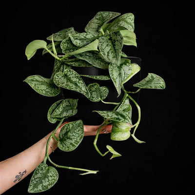 Easy to Care Plants