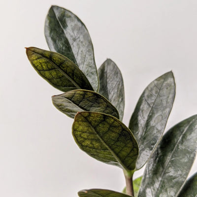 Zamioculcas Zamiifolia