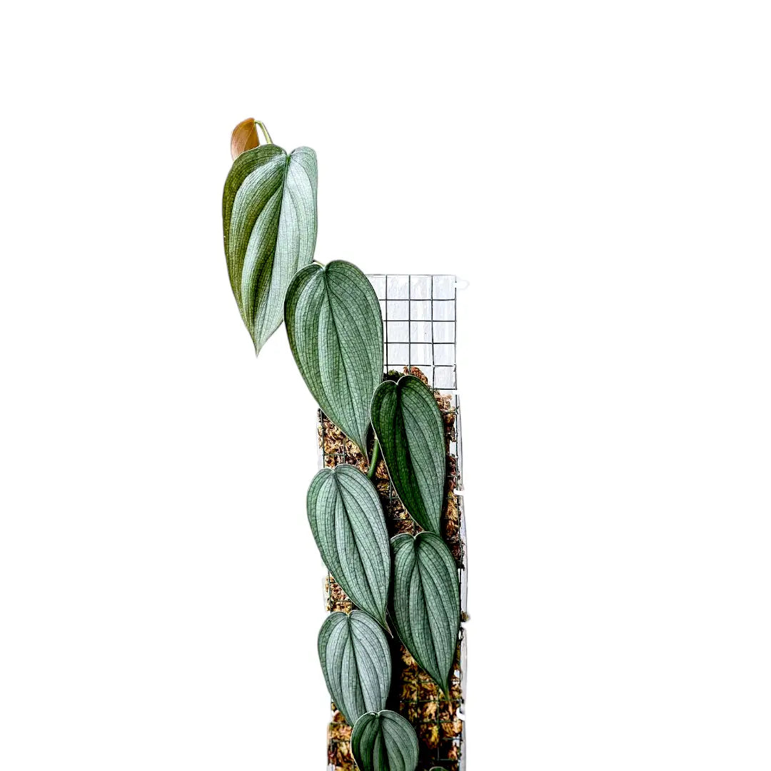 Climbers & Creepers