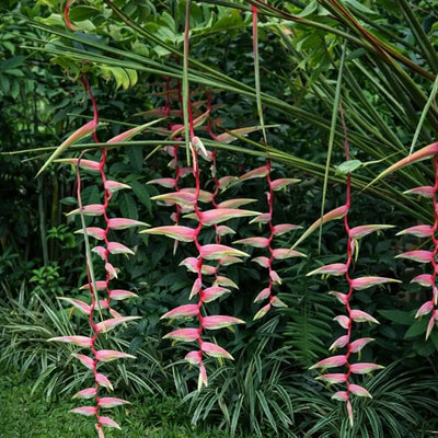 Landscaping Plants