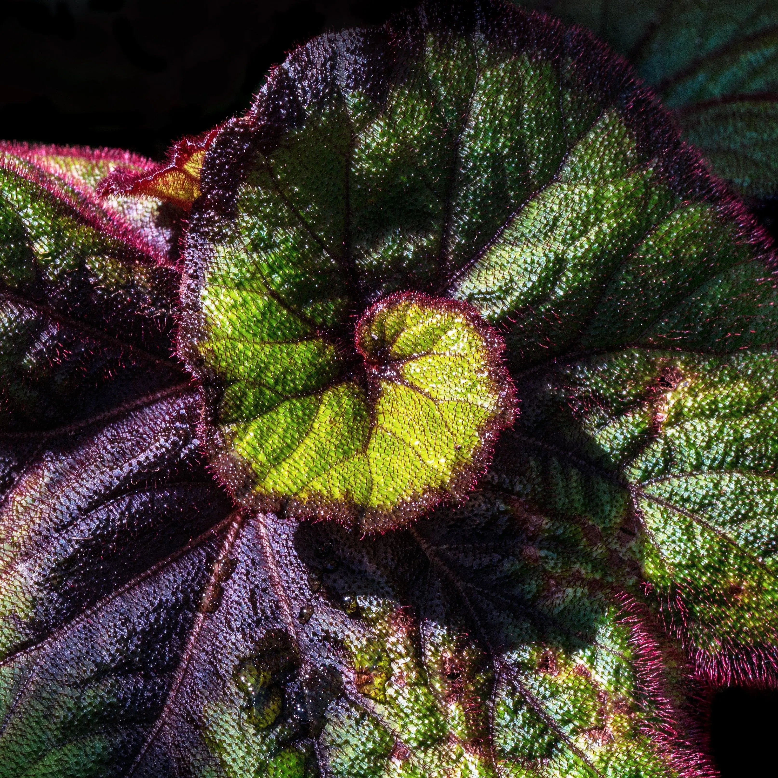 Begonia buy india