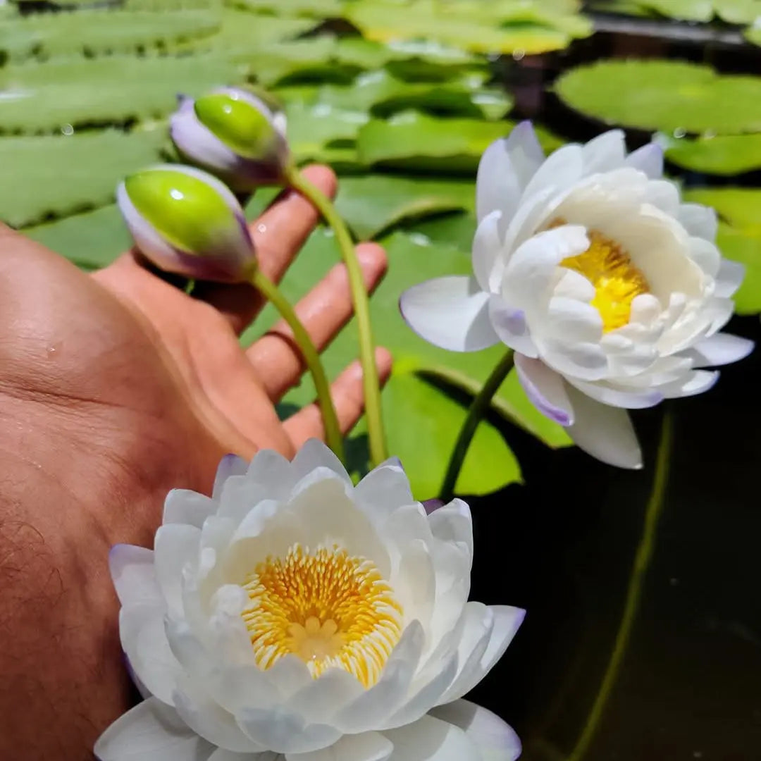 Aquatic Plants