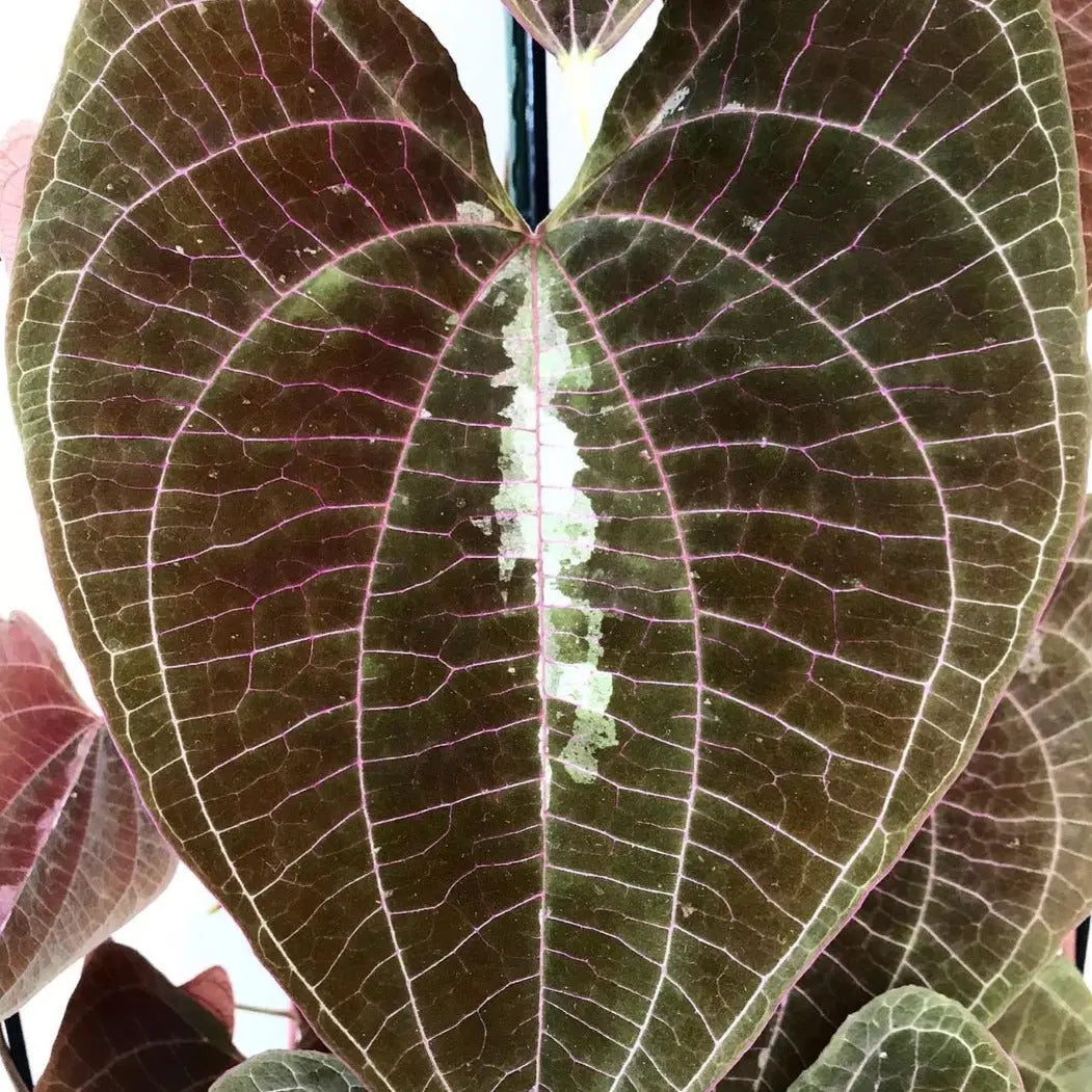 Discolor Dioscorea Discolor - Variegated Yam Plant | Soiled