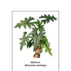 Alocasia Jacklyn - Alocasia - Soiled