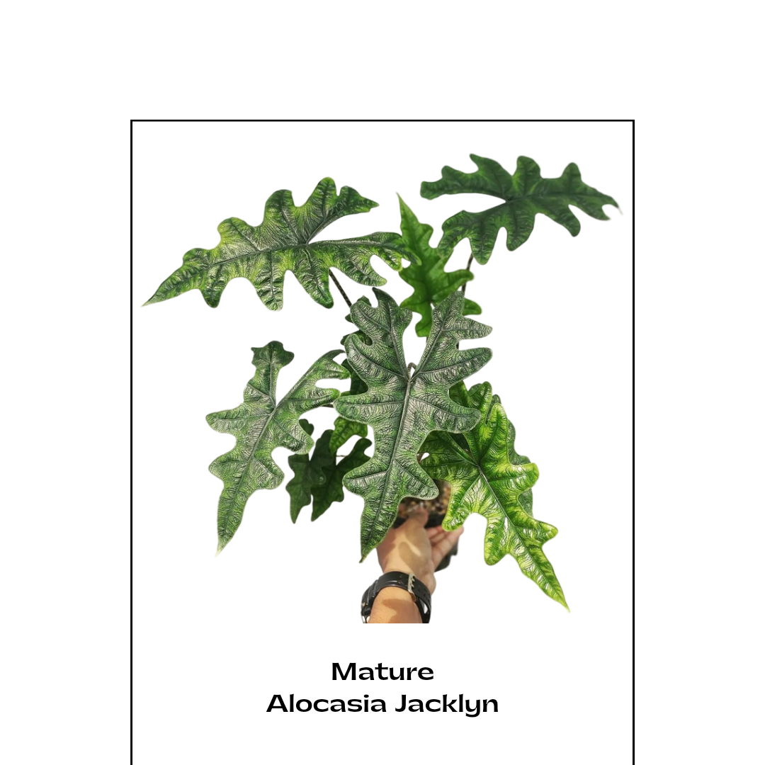 Alocasia Jacklyn